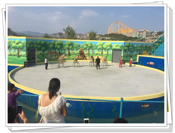 精彩的動物表演